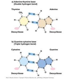 Hydrogen bonding between base pairs: A-T and G-C