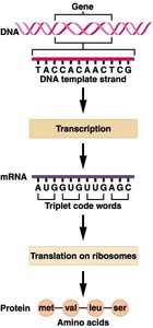 Central dogma: DNA to mRNA to protein