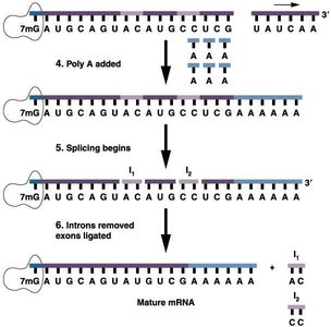Eukaryotic pre-mRNA processing: capping, cleavage, polyadenylation