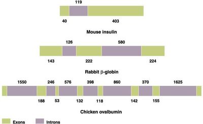 Eukaryotic pre-mRNA processing: splicing and mature mRNA