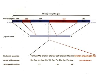Exon-intron structure in various genes