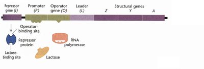lac operon structure and regulation