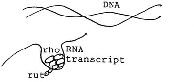 Rho-dependent termination mechanism