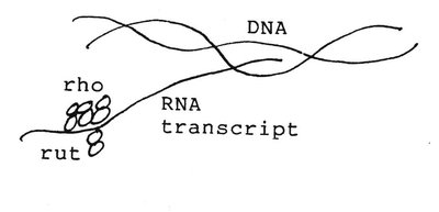 Rho protein translocating on RNA