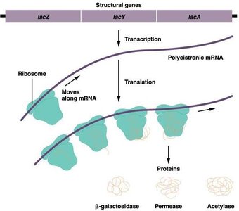 lac operon transcription and translation