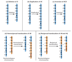 Types of chromosome alterations: deletion, duplication, inversion, nonreciprocal and reciprocal translocation
