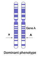 Homologous chromosomes with dominant and recessive alleles, showing dominant phenotype