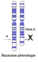 Homologous chromosomes with a deletion, revealing the recessive phenotype (pseudodominance)