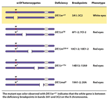 Deletion mapping of the Drosophila white gene using deficiency lines and eye color phenotypes