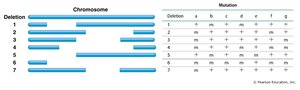 Table and diagram showing deficiency lines and phenotypes for deletion mapping