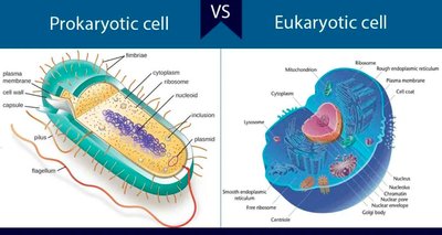 Comparison of prokaryotic and eukaryotic cells
