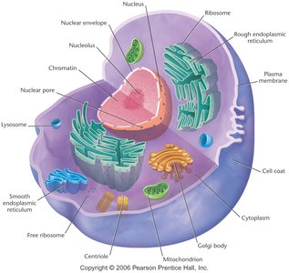 Eukaryotic cell structure highlighting the nucleus and organelles