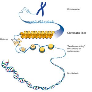 DNA organization from double helix to chromosome