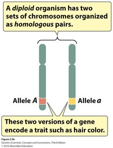 Diagram of homologous chromosomes with different alleles