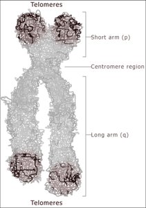Chromosome structure showing telomeres and centromere