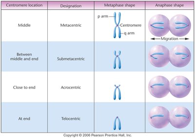 Table of centromere placement and chromosome types