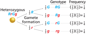 Forked-line diagram for gamete genotypes and frequencies
