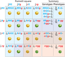Independent assortment of alleles of two genes