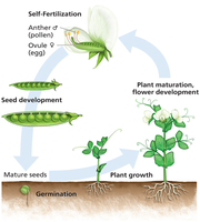 Life cycle of Pisum sativum
