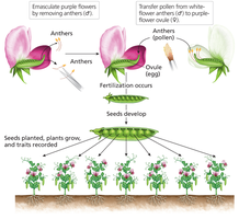 Artificial cross-fertilization of pea plants