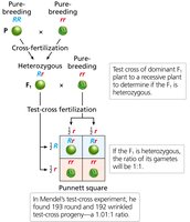 Test-cross analysis of F1 plants