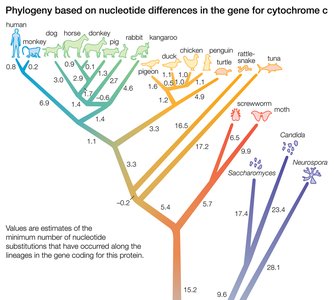Diagram illustrating correct interpretation of phylogenetic tree nodes and branches