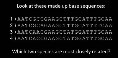 Example of homologous sequence alignment