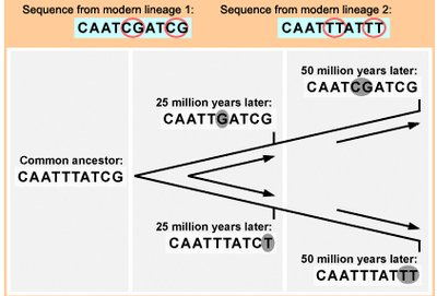 Diagram illustrating the concept of the molecular clock