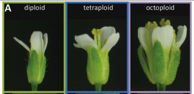 Flowers showing diploid, tetraploid, and octoploid forms