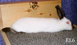 Himalayan rabbit with dark extremities due to temperature-sensitive mutation
