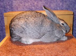 Chinchilla rabbit with greyish coat due to partially defective enzyme