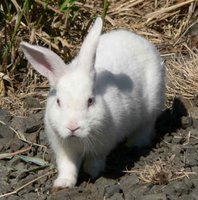 Albino rabbit with no pigment due to inactive enzyme