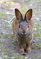 Wild-type rabbit with full coat color