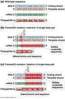 Diagram showing frameshift mutation caused by insertion or deletion
