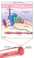 Muscle fiber structure showing dystrophin location