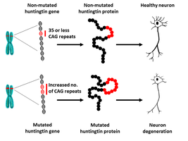 Diagram of mutant huntingtin protein aggregation