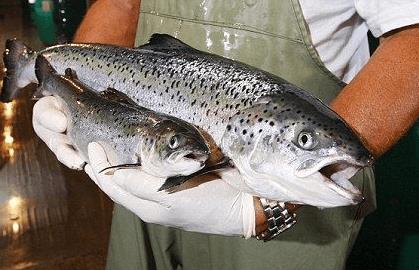 Super salmon growth comparison