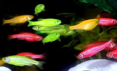 GFP, YFP & RFP zebrafish