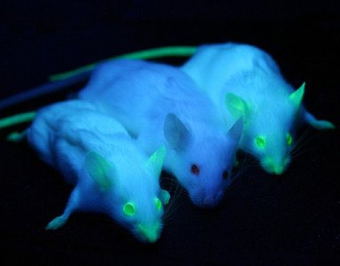 GFP-labelled gene in mice