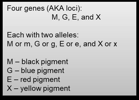Four genes (M, G, E, X) and their alleles