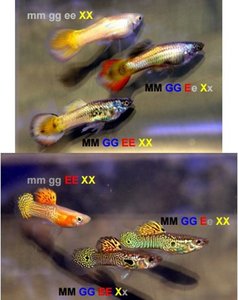 Guppy phenotypes with different genotypes