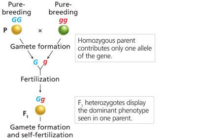 Diagram of Mendelian cross showing segregation and fertilization