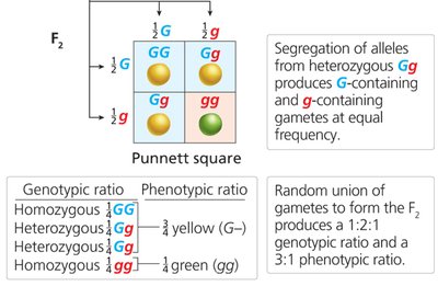 Fertilization is a random process