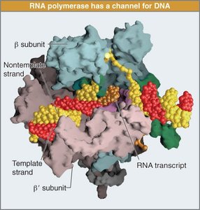 RNA polymerase structure and channels