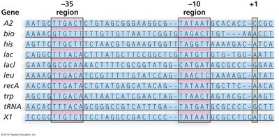 Consensus sequence comparison