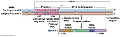 General structure of a gene and transcript