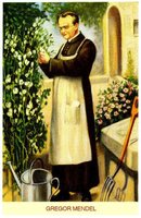 Gregor Mendel working with pea plants