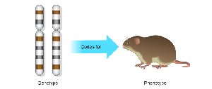 Genotype codes for phenotype