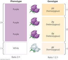 Genotype codes for phenotype