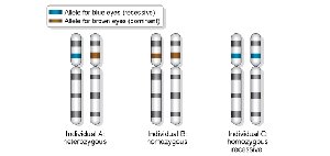 Diploid individuals and allele pairs